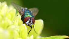 Schmeißfliege (6).jpg